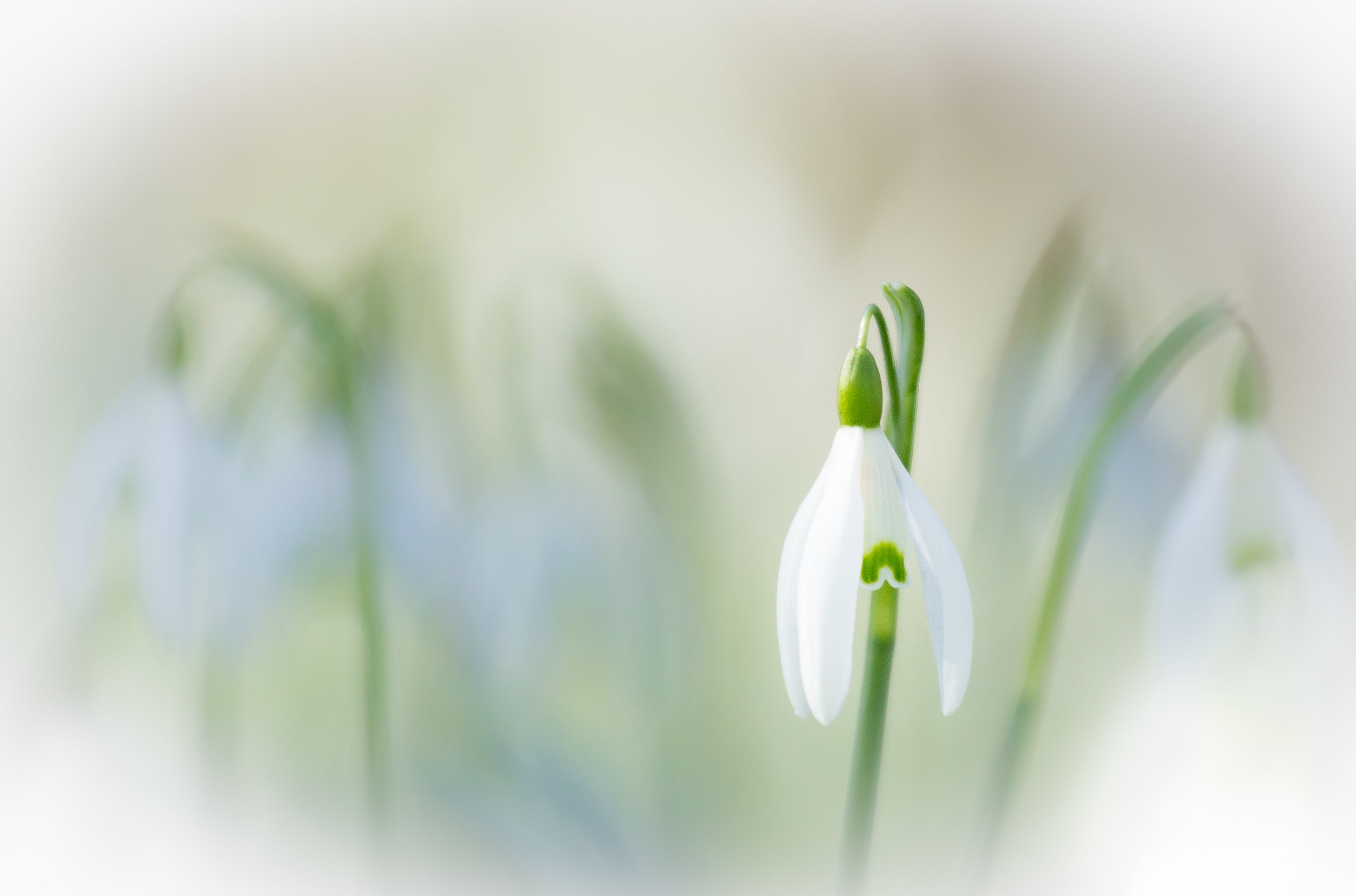 "Snowdrop Study" - Wendy Reed