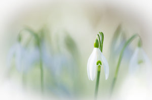 "Snowdrop Study" - Wendy Reed