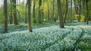 "Through the Wild Garlic" - Wendy Reed