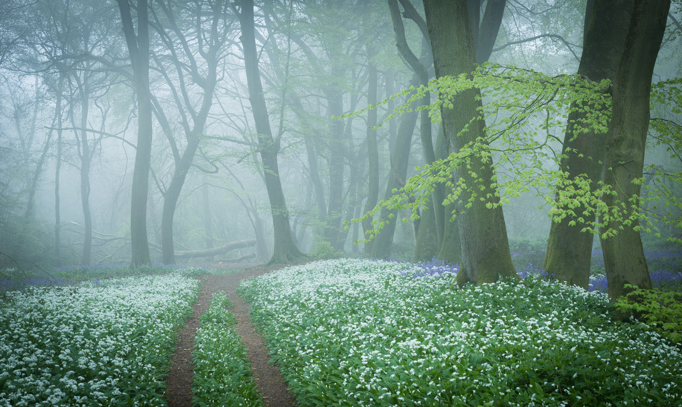 "Misty garlic wood, Streatley" - Wendy Reed