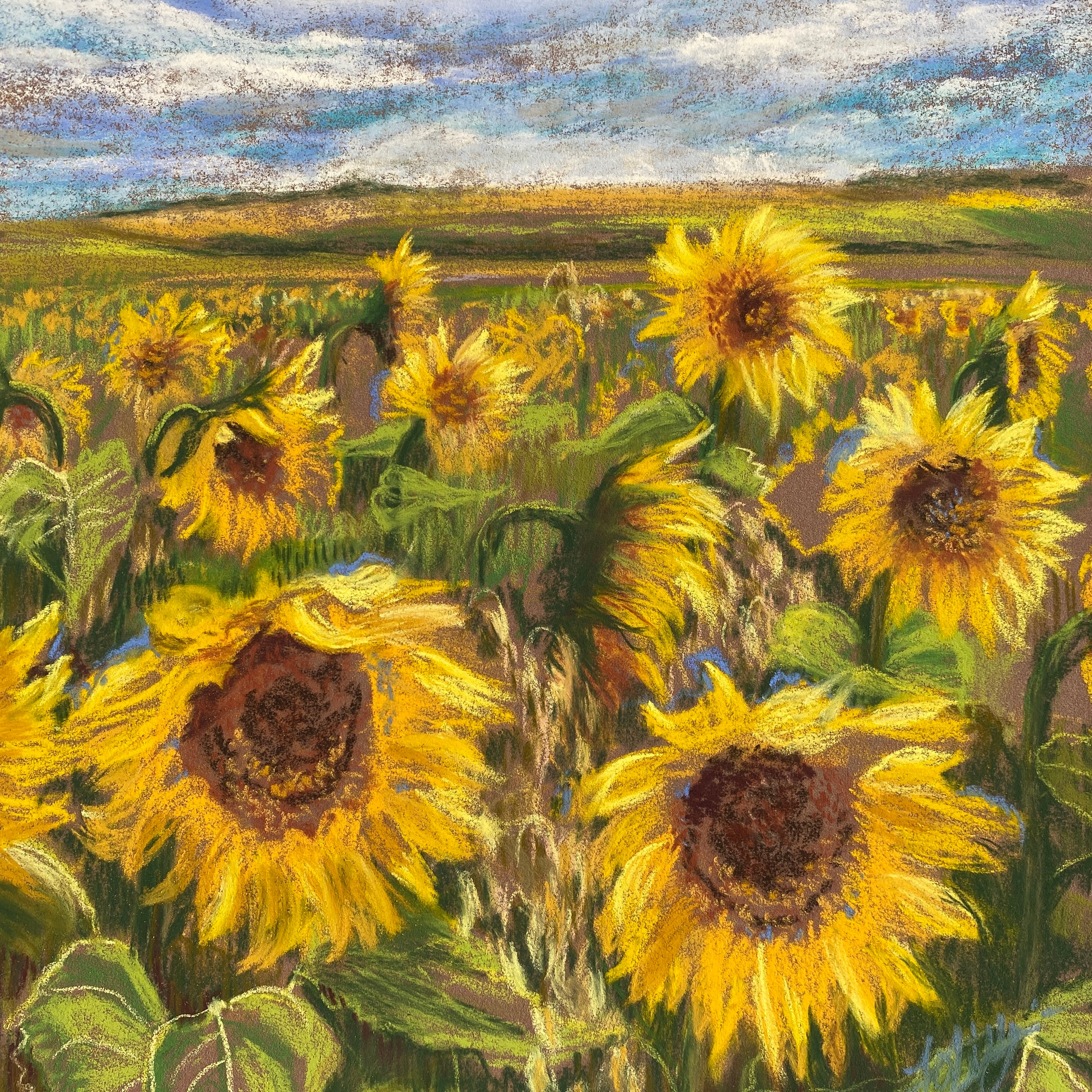 "Sunflower Field" - Jo Lillywhite