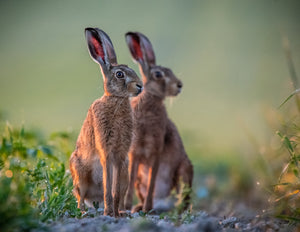 "Two of a perfect pair"- Simon Booker