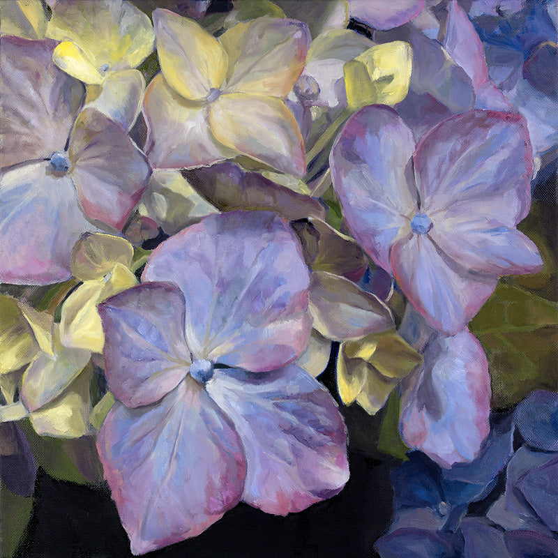 "Blue Hydrangea, Morning"- Jenny Fay