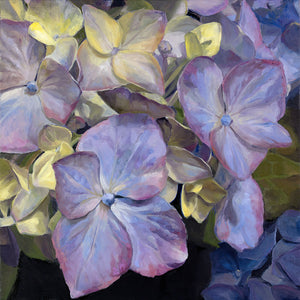 "Blue Hydrangea, Morning"- Jenny Fay