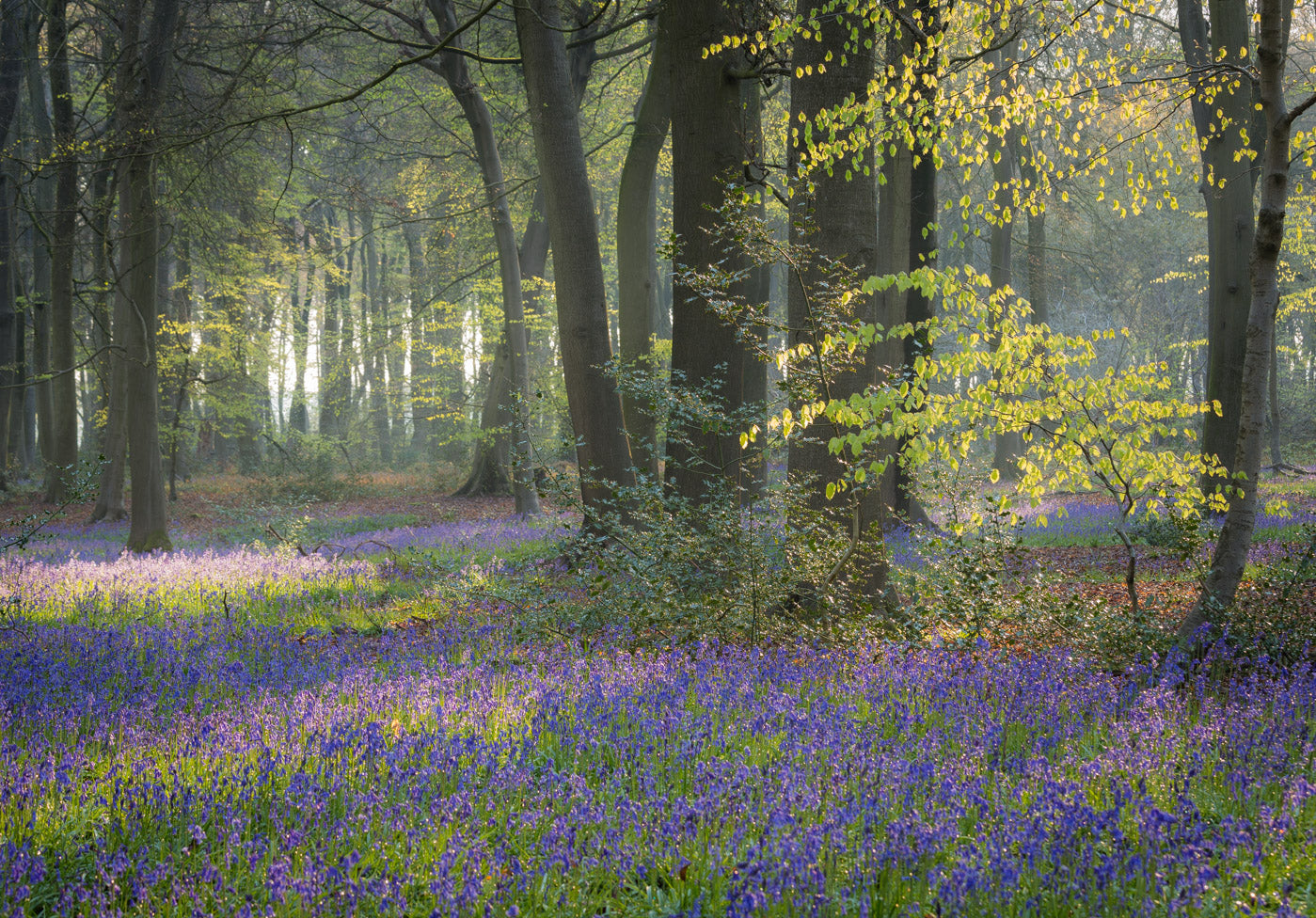 "Bluebells and Beech, Nuffield" - Wendy Reed