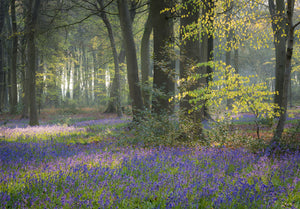 "Bluebells and Beech, Nuffield" - Wendy Reed
