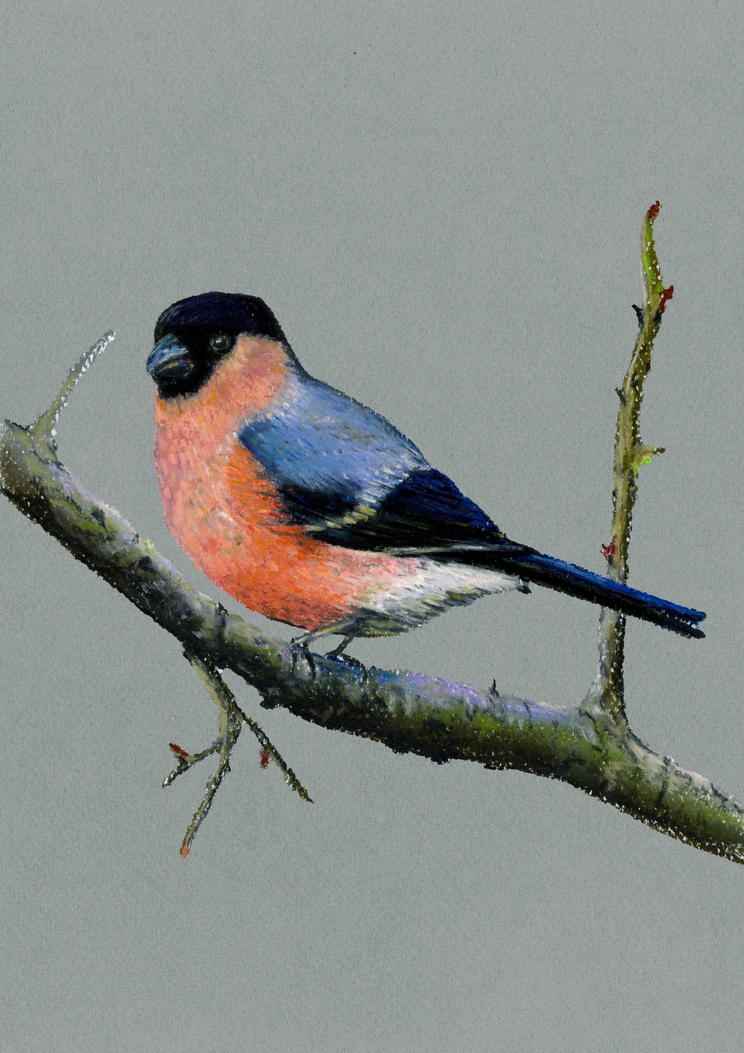 "Bullfinch" - Lizzie Webb