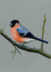 "Bullfinch" - Lizzie Webb