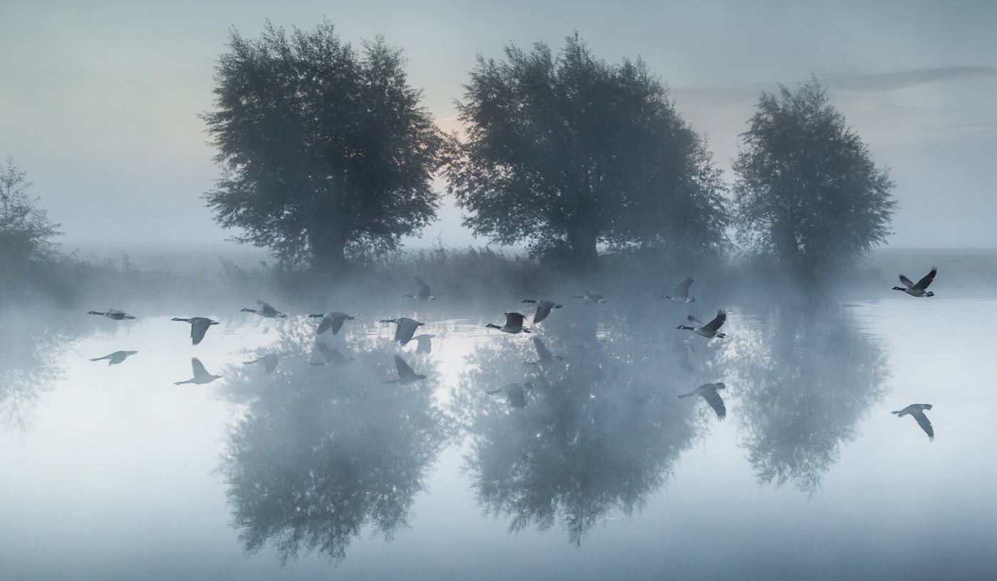 "Here come the Geese" - Wendy Reed