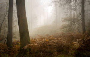 "Late Autumn Mists" - Wendy Reed