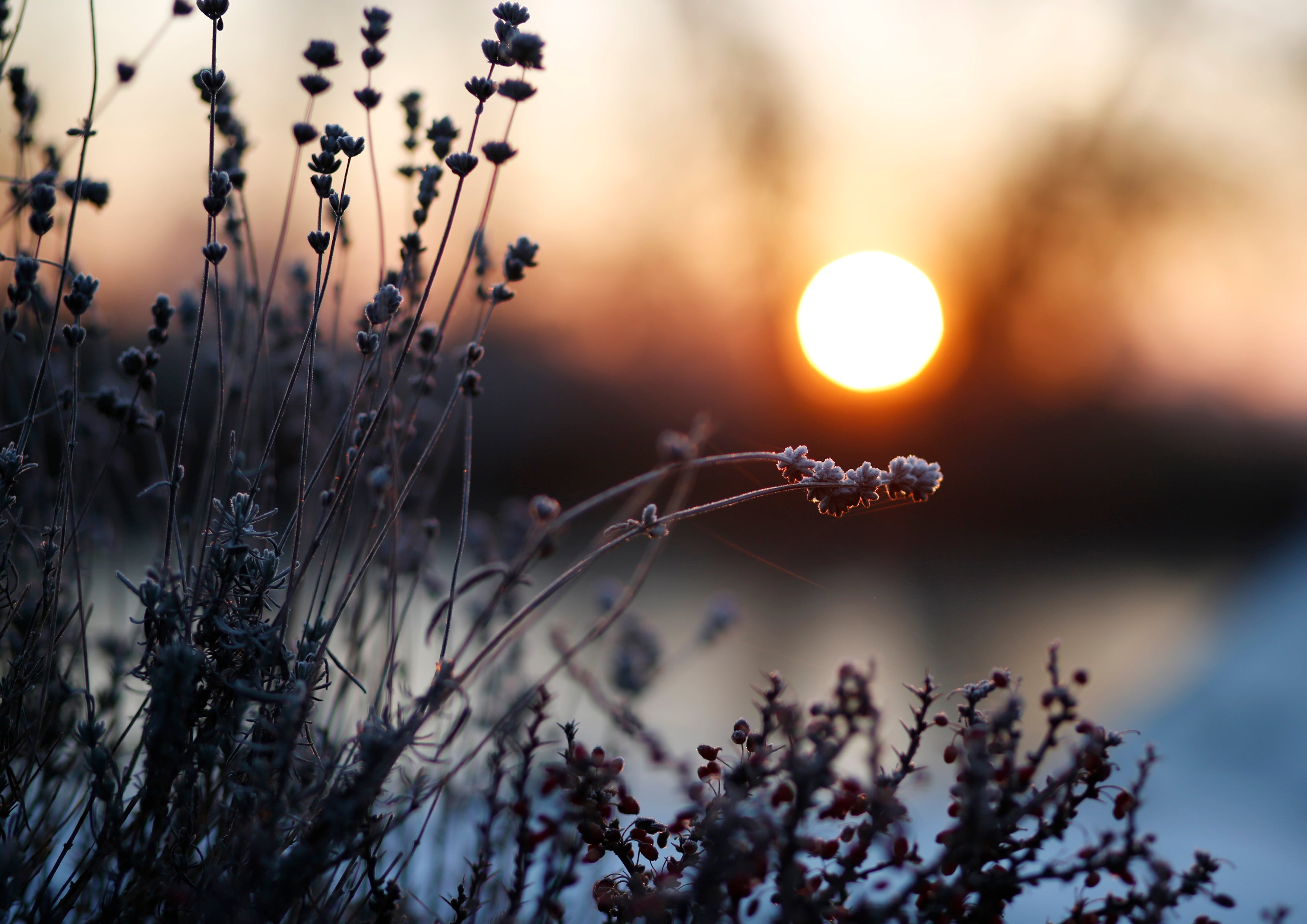 "Lavender sunrise" - Tina Cleary