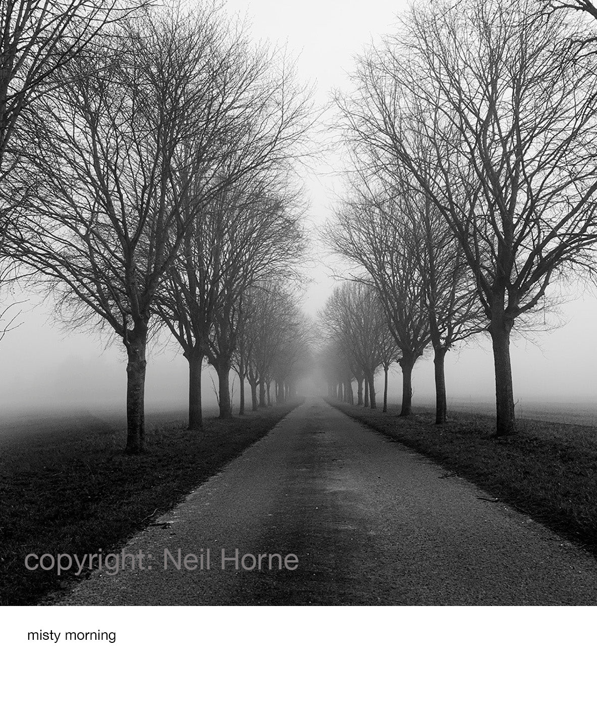 Misty Morning by Neil Horne