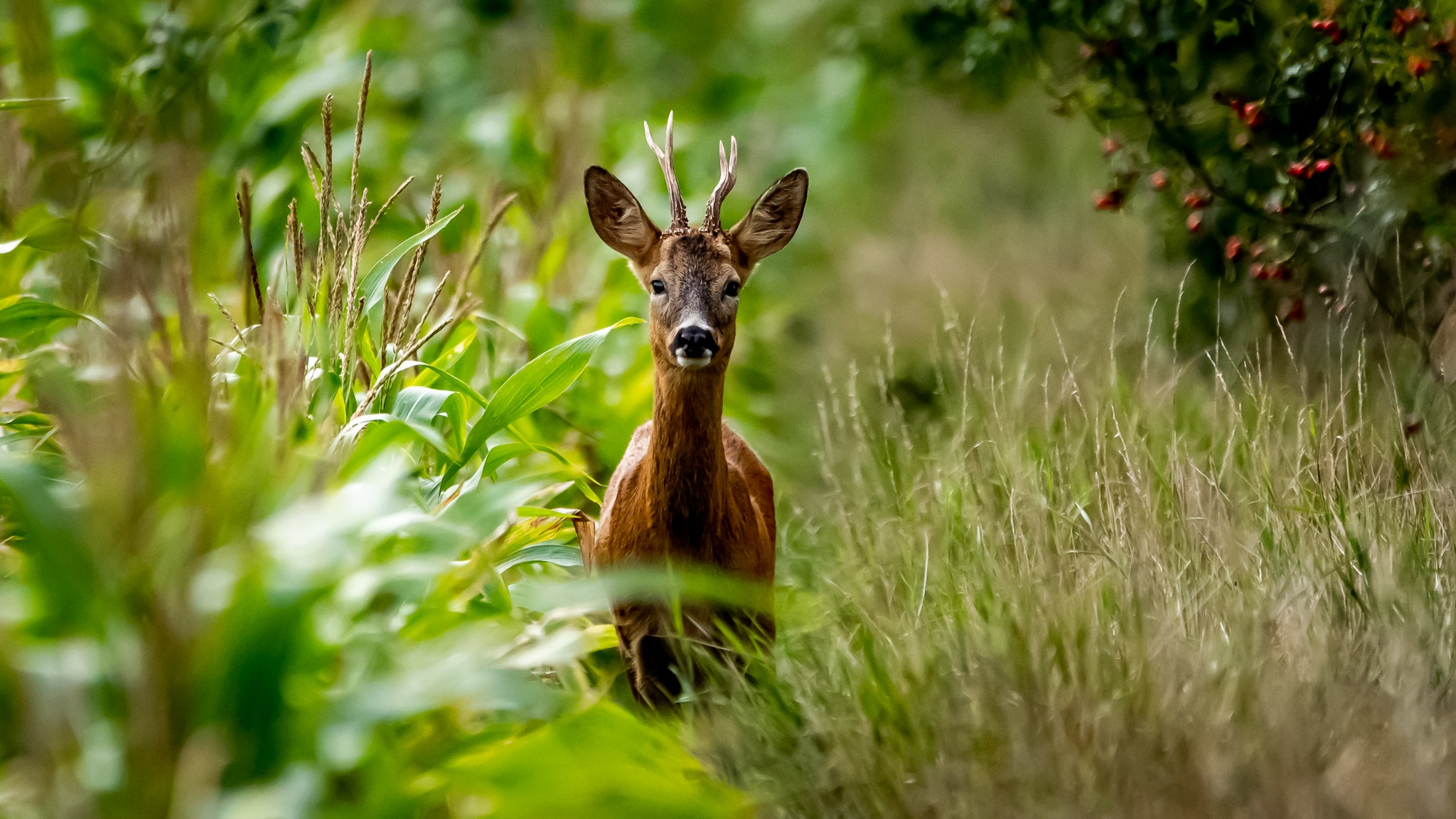 "Roe Buck Stand Off"- Simon Booker