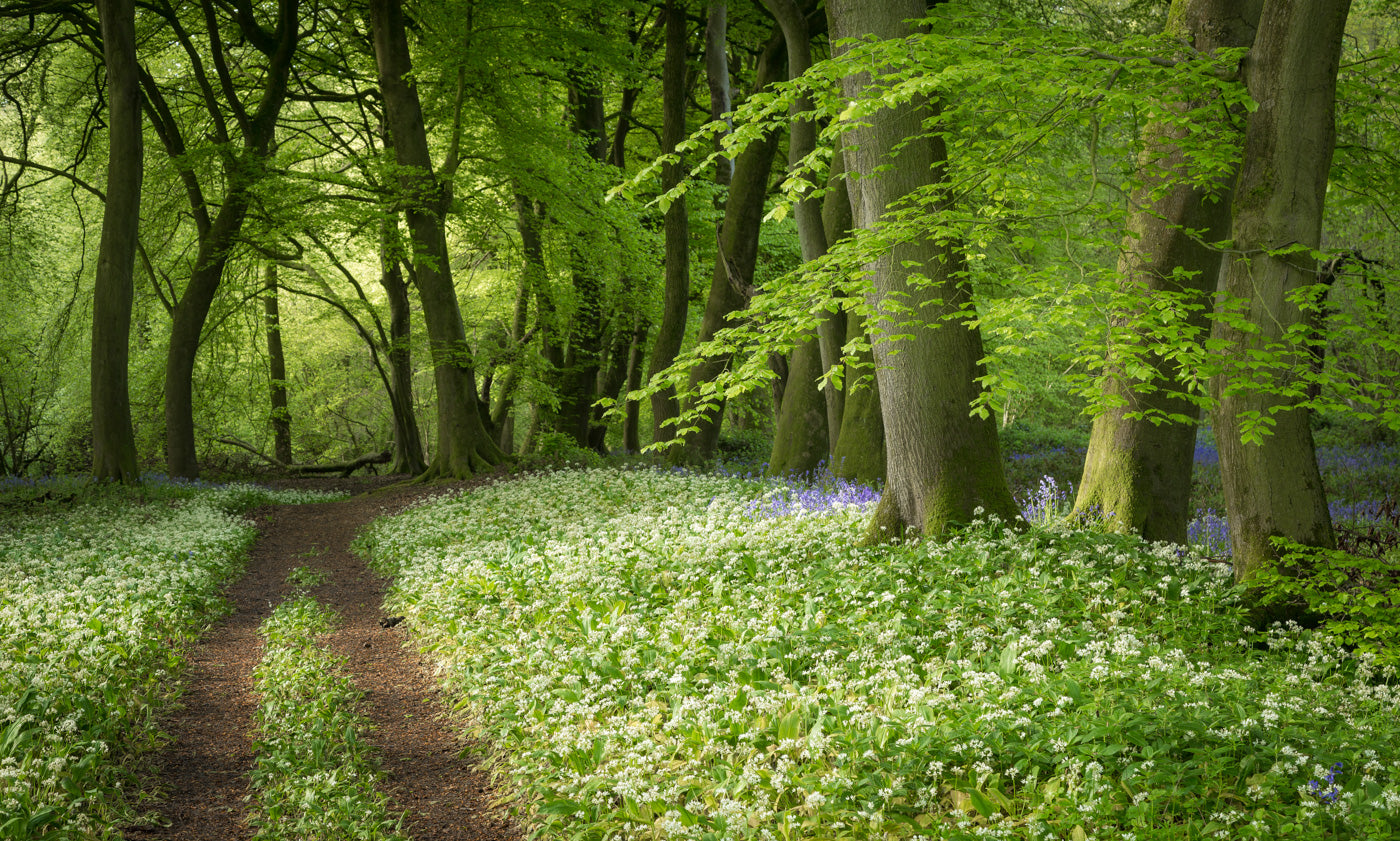 "Wild garlic wood, Streatley" - Wendy Reed