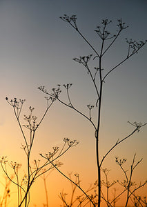 Cow Parsley shadows at sunrise 2/40 - 35 x 45 cm - Bee Bowman