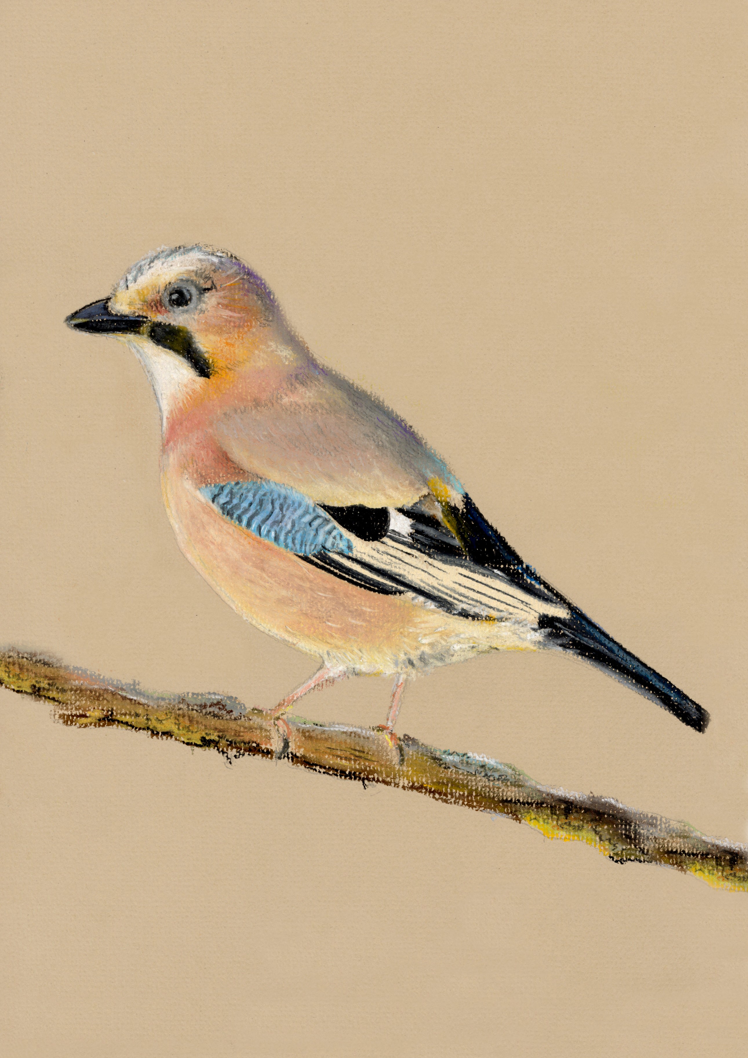“Jay”- Lizzie Webb