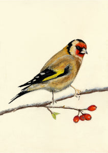 “Goldfinch”- Lizzie Webb
