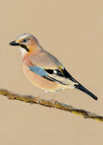 “Jay”- Lizzie Webb