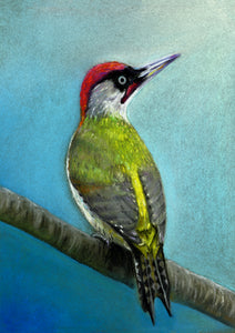 “Green Woodpecker”- Lizzie Webb