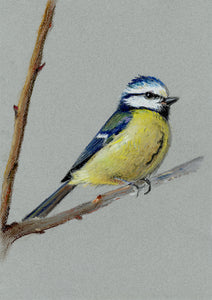 “Blue Tit”- Lizzie Webb