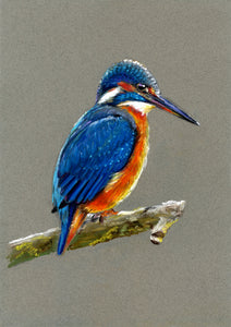 "Kingfisher" Original Pastel - Lizzie Webb