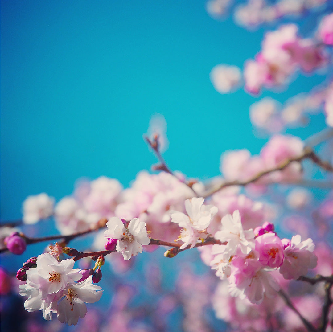Sakura I 30 x 30 cm - Bee Bowman
