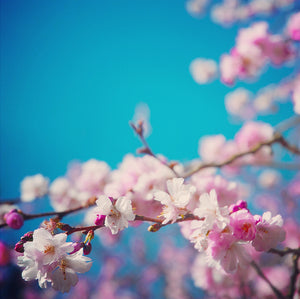 Sakura I 30 x 30 cm - Bee Bowman